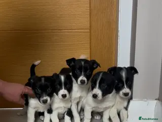 Mixed Breed dogs Miniature border collie - Advert 1