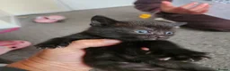 Mixed Breed cats for sale: Kittens - Advert 15