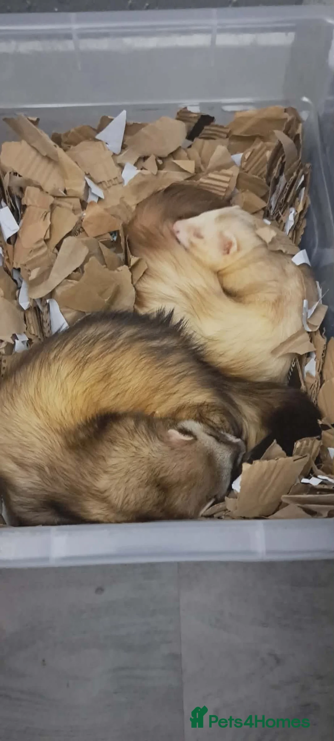 Ferret rodents for sale: Two male ferrets for sale  in Fort Augustus - Advert 2