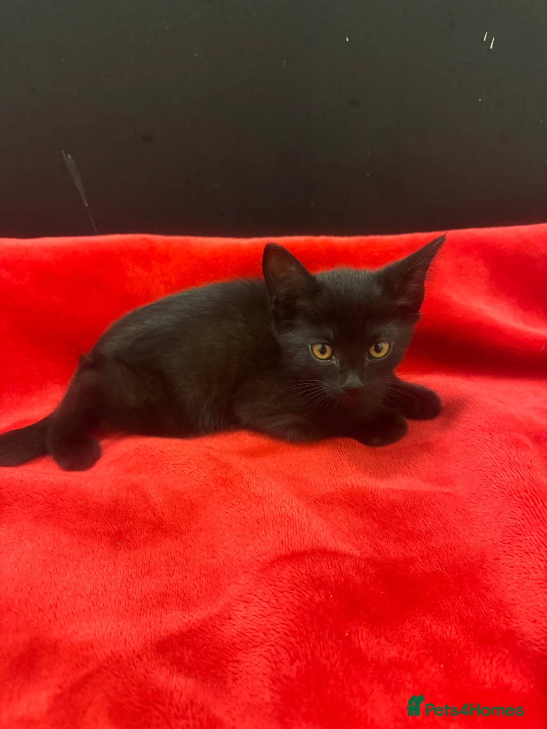 Siamese cats for sale: Female Brown/Black Siamese Kitten - Advert 1