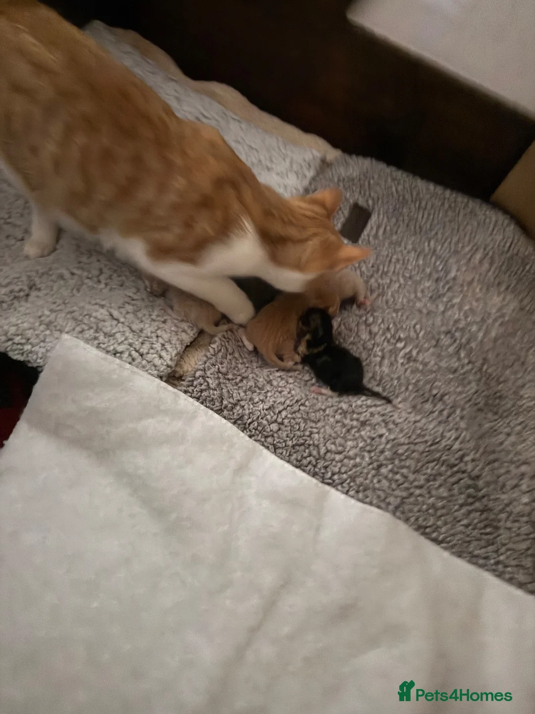 Mixed Breed cats for sale: 🐾 Beautiful Kittens Raised in a Family Home 🐾 - Advert 1