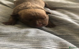 Mixed Breed dogs for sale: Pocket bully’s  - Image 1