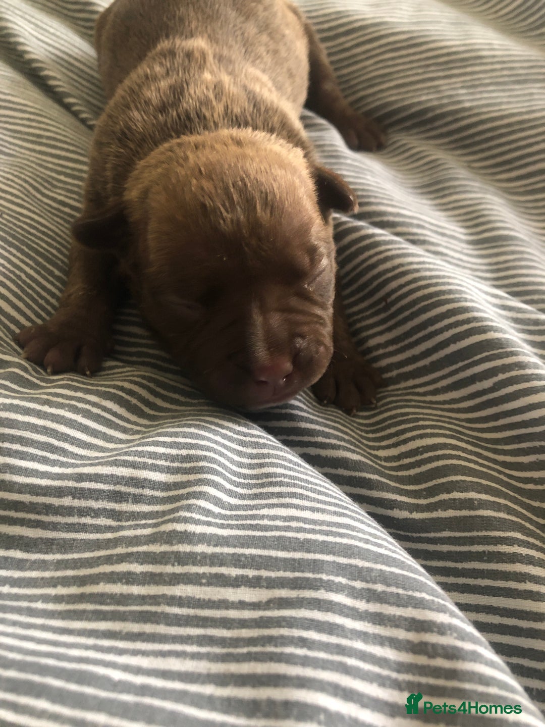 Mixed Breed dogs for sale: Pocket bully’s  - Image 1