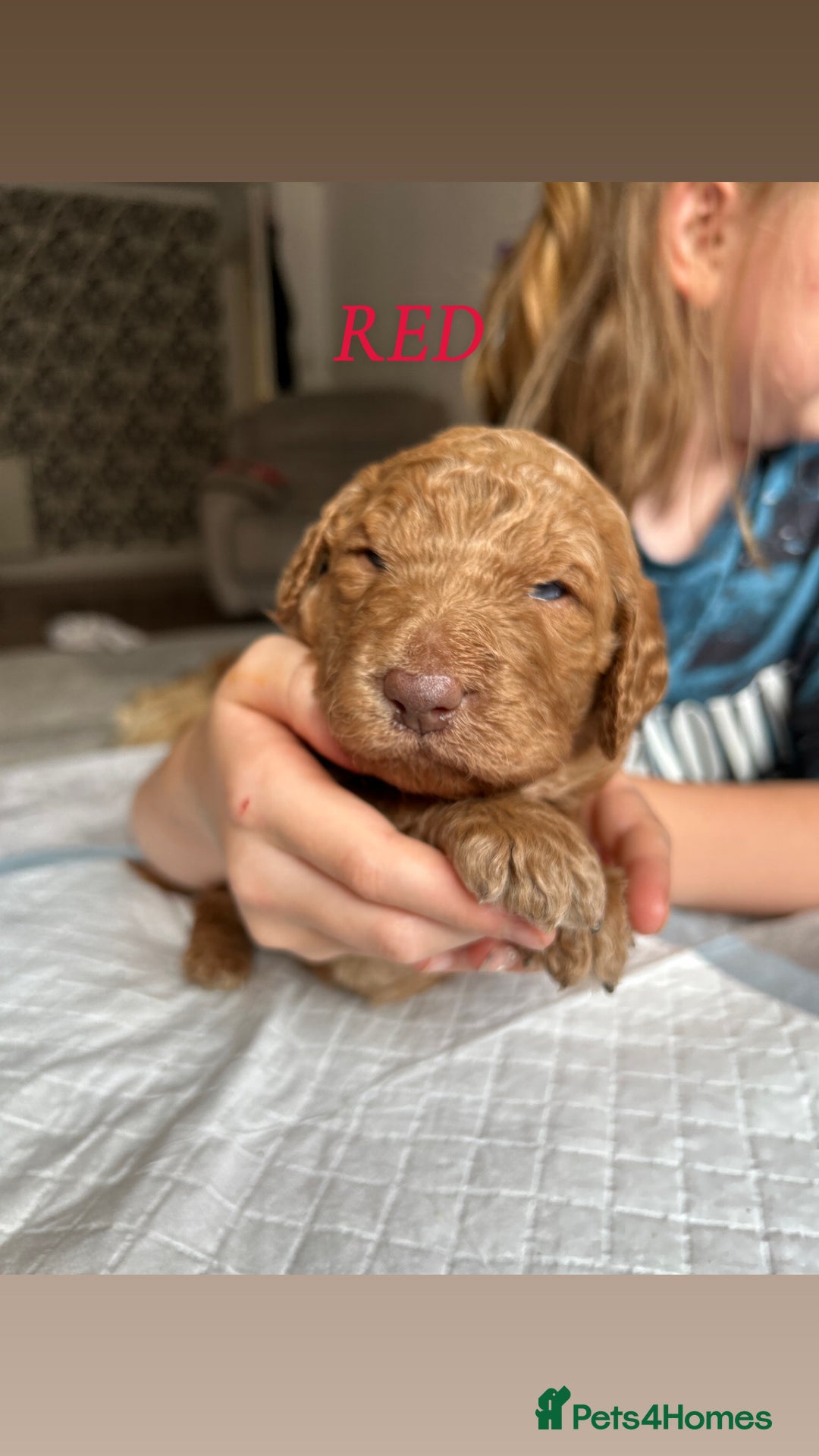 Goldendoodle dogs for sale: 🌟F1B Standard Goldendoodle Puppies in Merthyr Tydfil - Image 7