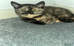 British Shorthair cats for sale: Beautiful kittens for sale British shorthair cross - Image 1