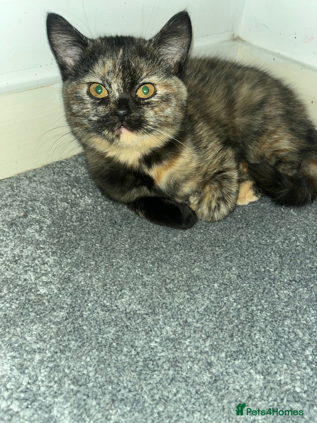 British Shorthair cats for sale: Beautiful kittens for sale British shorthair cross - Image 1