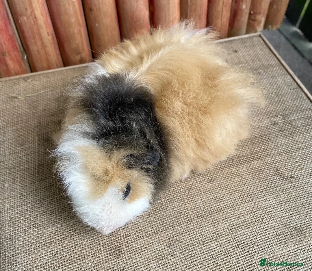 Guinea Pig rodents for sale: Satin baby boar. - Advert 2