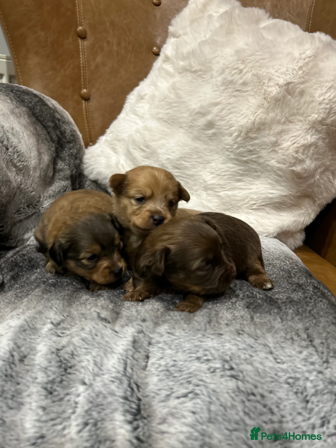 Mixed Breed dogs for sale: Miniature dachshund pomeranian sausage dog small  - Advert 14