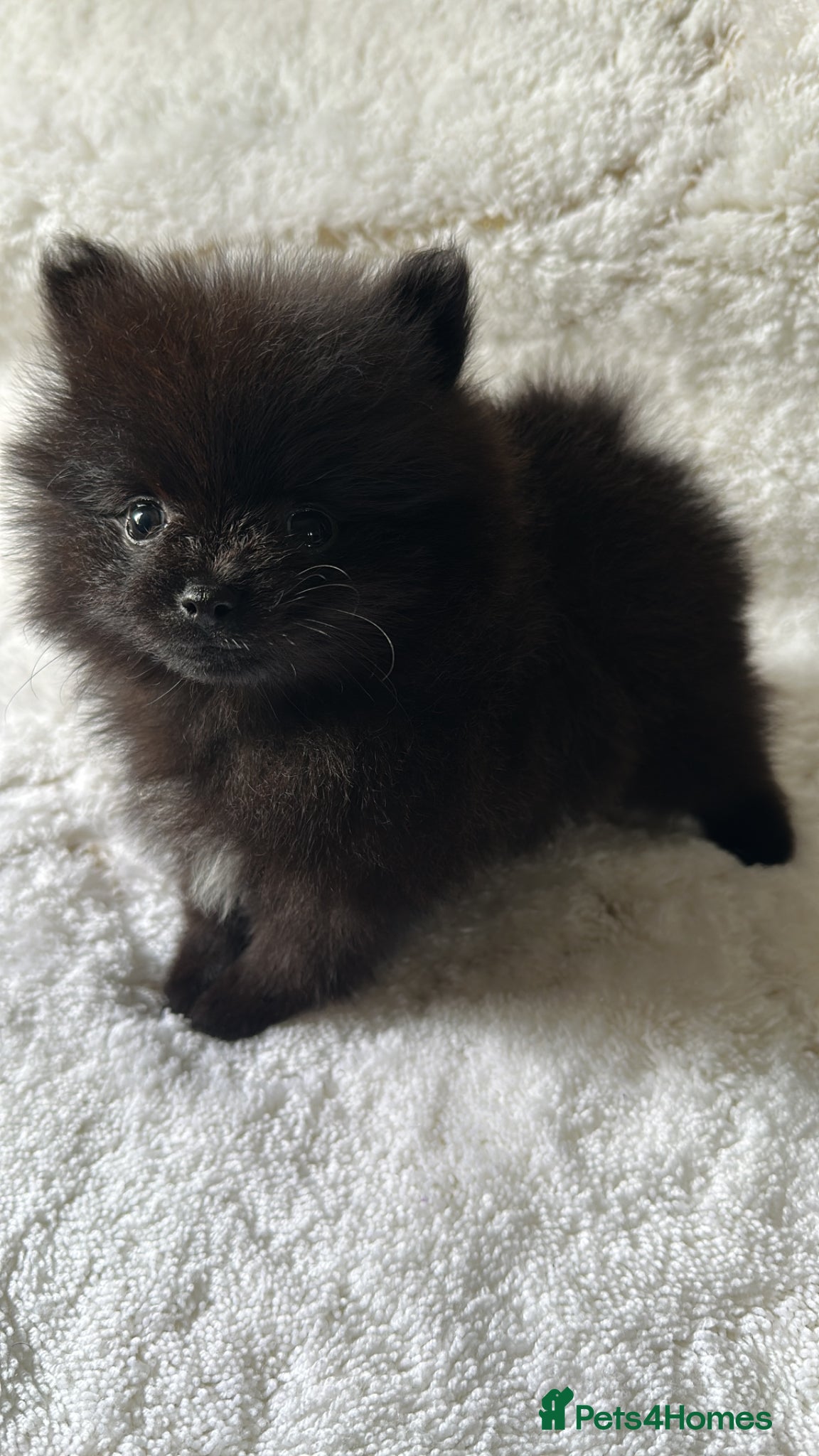 Pomeranian dogs for sale: Russian/Taiwan Pomeranian puppies in Wolverhampton - Advert 13