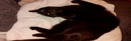 Mixed Breed cats for sale: 3 gorgeous girls  - Advert 1
