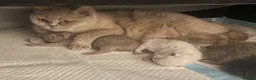 Scottish Fold cats for sale: 👑Beautiful Scottish Straight👑 - Advert 7