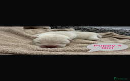 Mixed Breed dogs for sale: French chow puppies  - Image 9