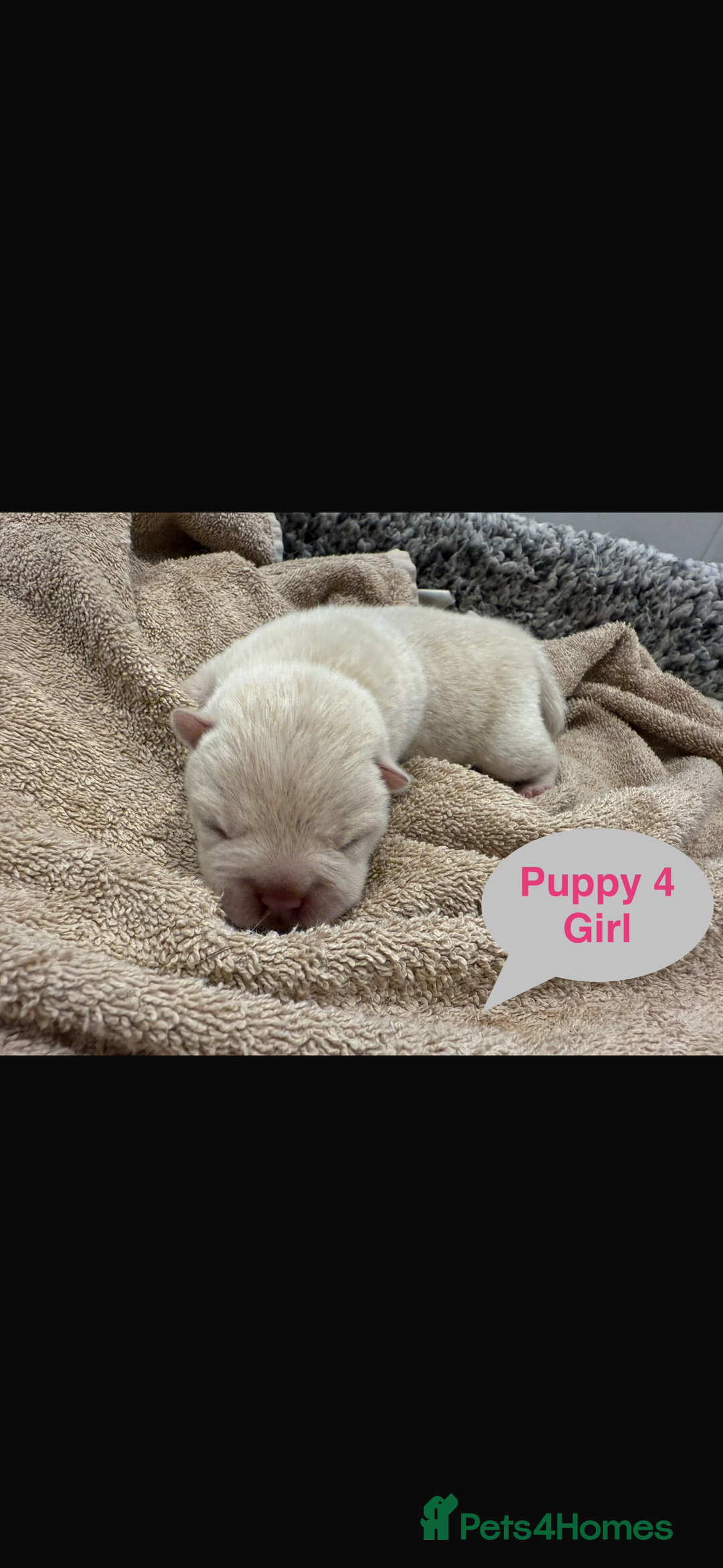 Mixed Breed dogs for sale: French chow puppies  - Image 9