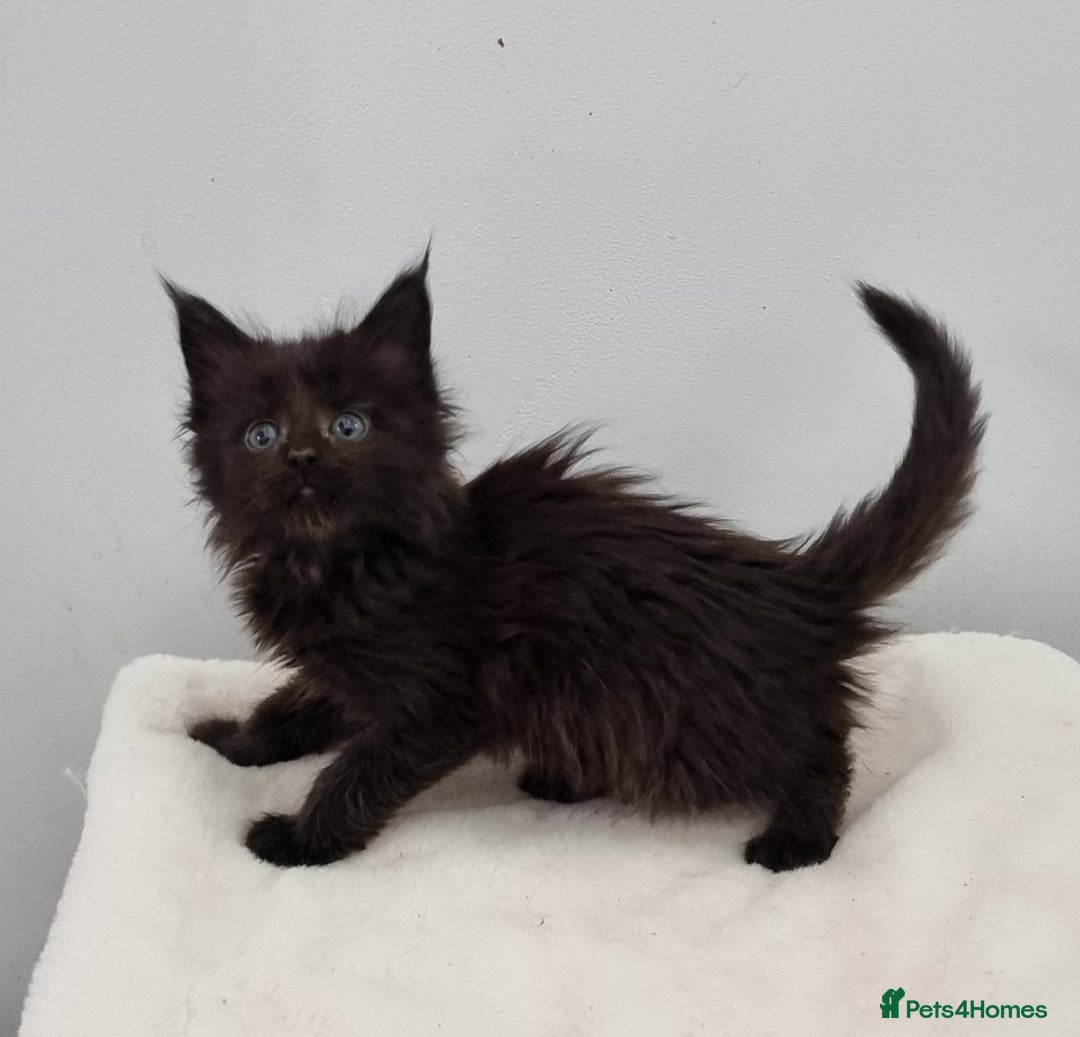 Maine Coon cats for sale: Pedigree Maine Coon Kittens GCCF REGISTERED  - Advert 21