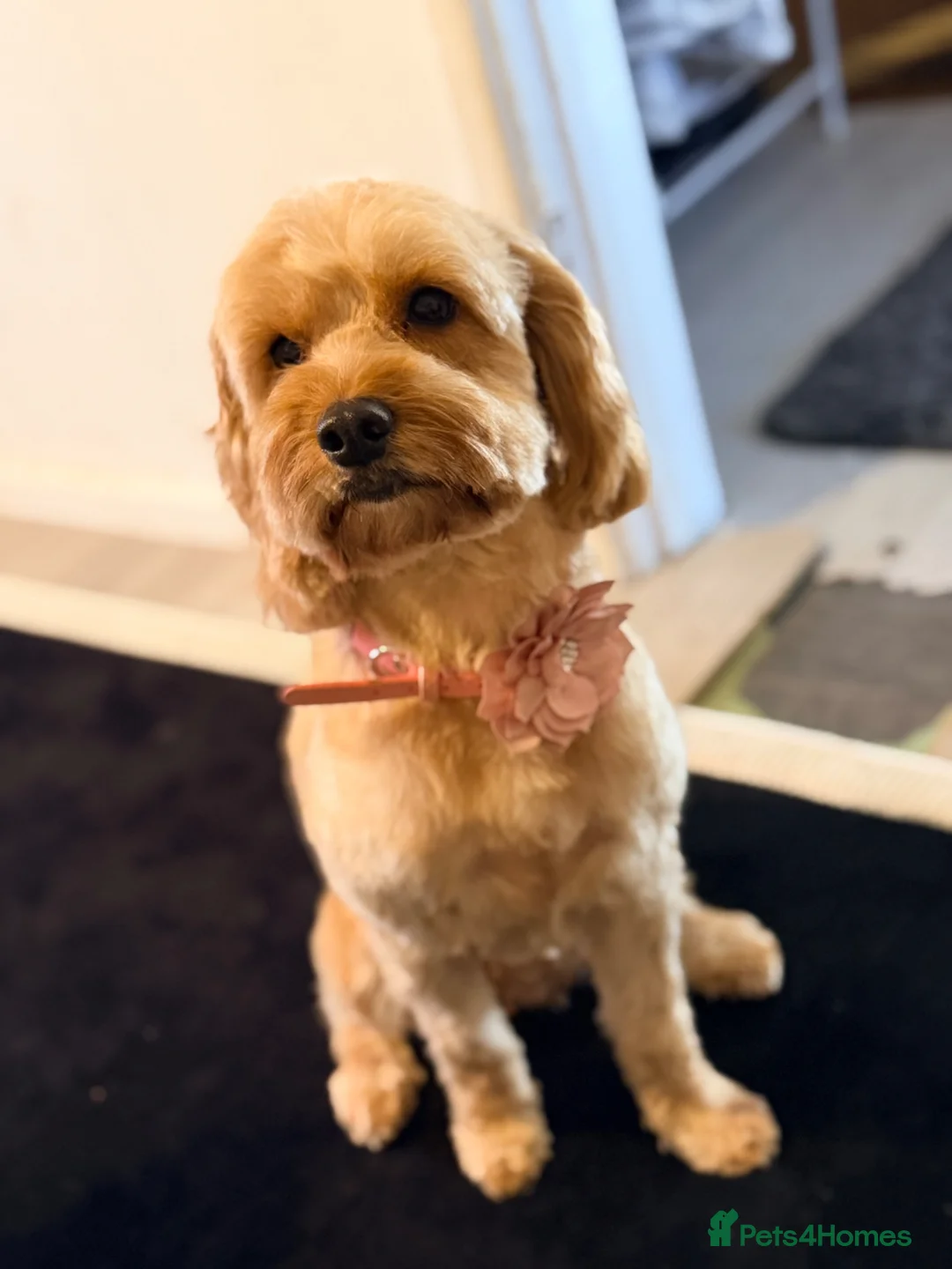 Cavapoo dogs for sale: 2 Cavapoo girl puppies - Advert 1