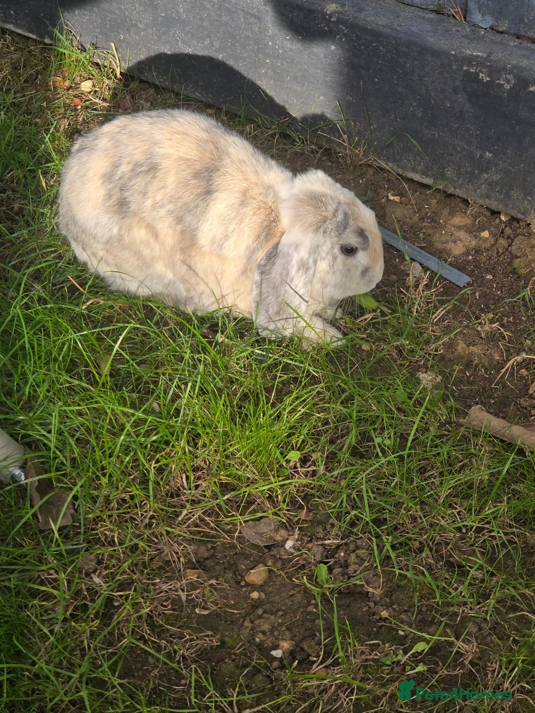 Mixed Breed rabbits for sale: Male and female rabbit in Halstead - Advert 1