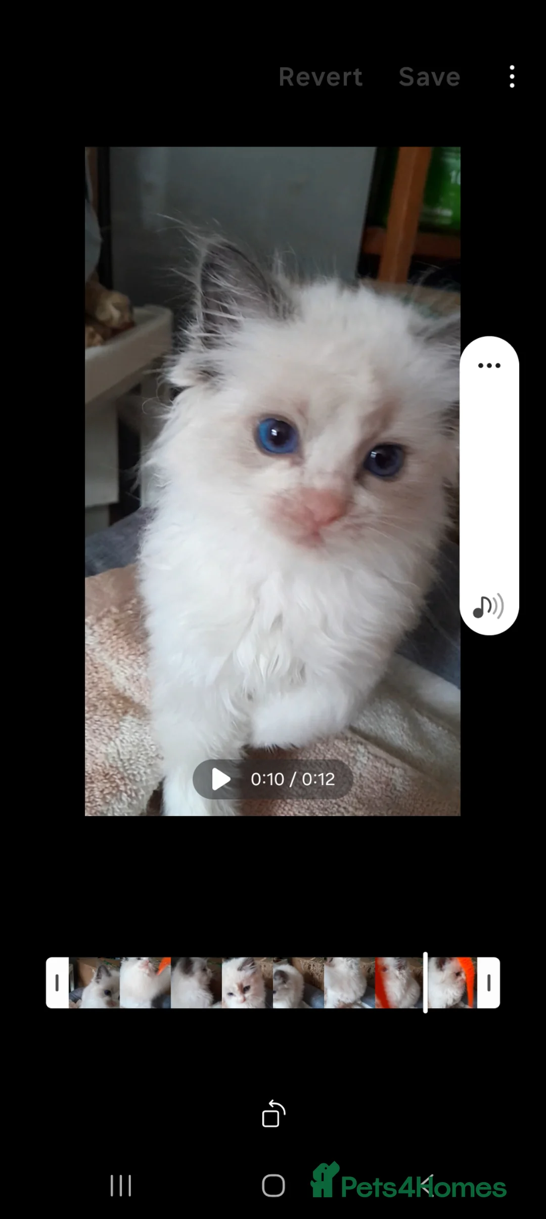 Ragdoll cats for sale: Ragdolls 😸 kittens 😸 looking lovely family - Advert 2