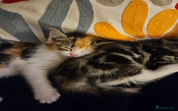 Mixed Breed cats for sale: Chinchilla Persian cross kittens  - Image 20