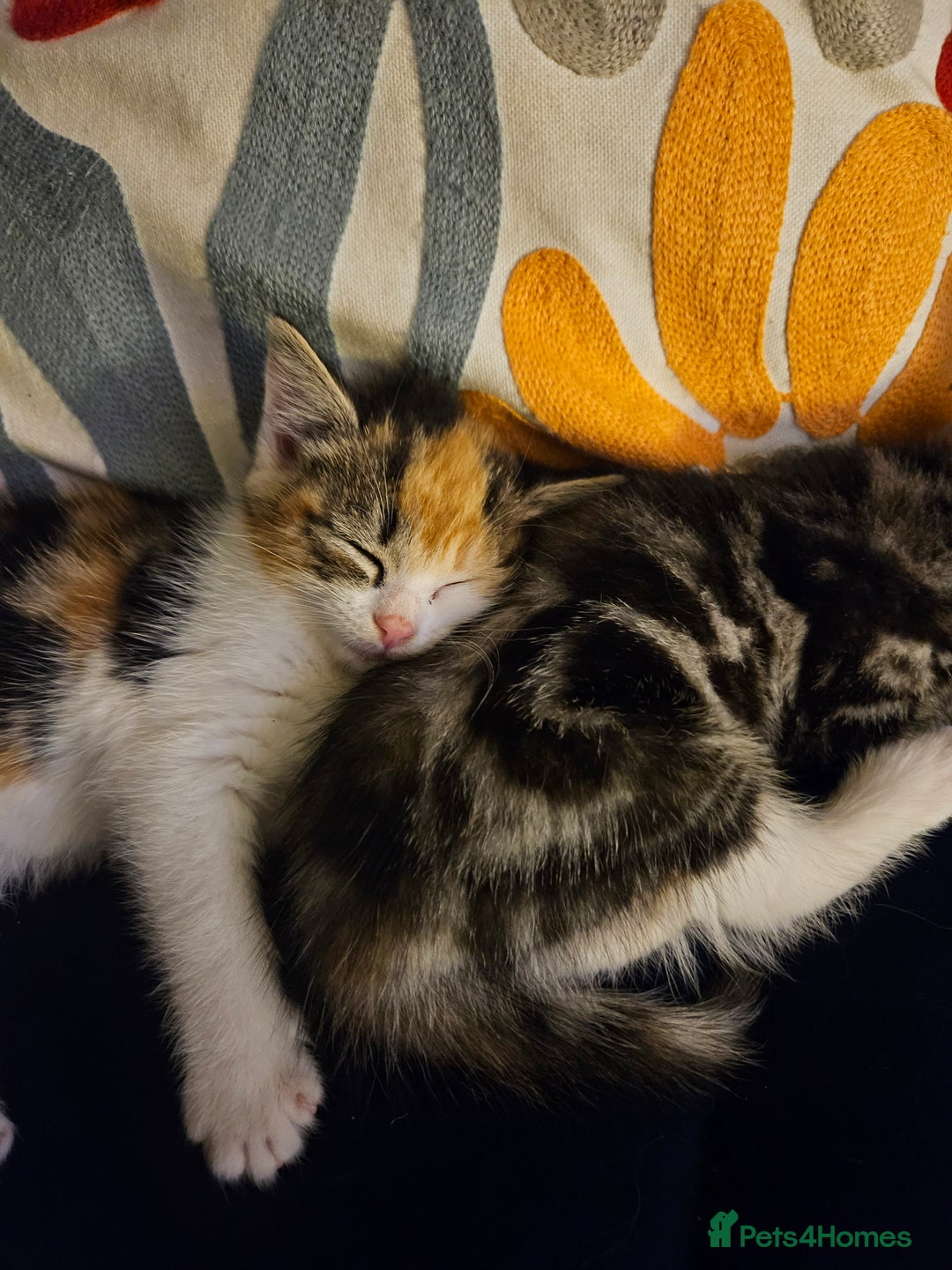 Mixed Breed cats for sale: Chinchilla Persian cross kittens  - Image 20