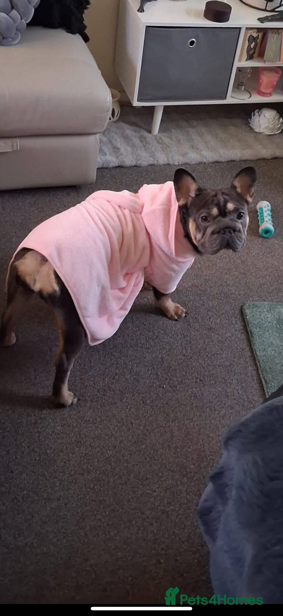 French Bulldog dogs Cooper French bull dog  - Advert 2