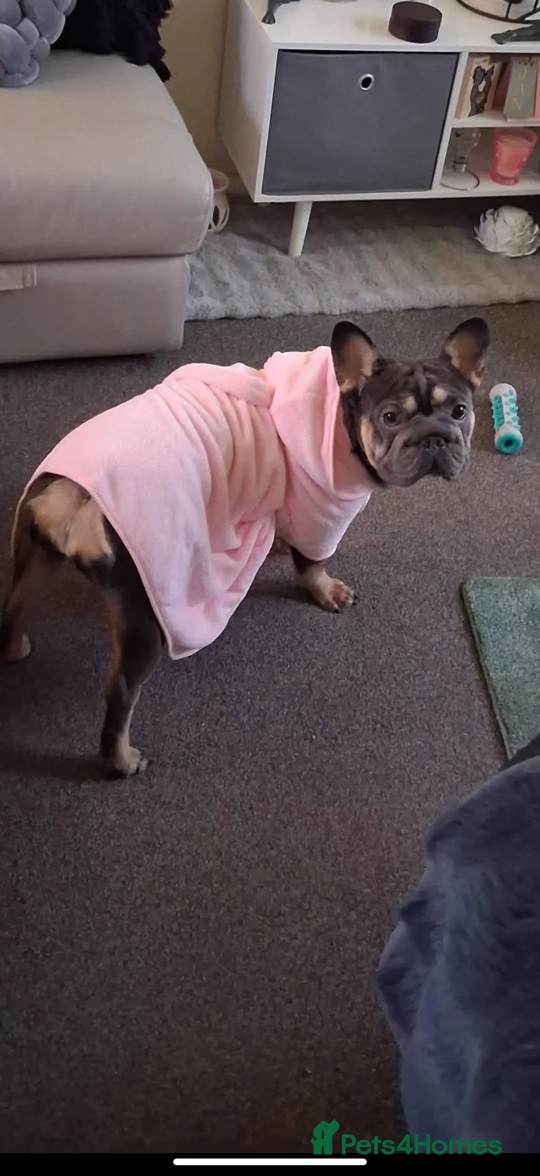 French Bulldog dogs for sale: Cooper French bull dog  in Hull - Advert 1