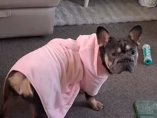 French Bulldog dogs Cooper French bull dog - Advert 2