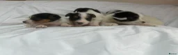 Jack Russell dogs for sale: Miniature jack Russle puppies - Advert 6