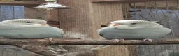 Budgerigars birds for sale: 3 baby Budgies  - Advert 3