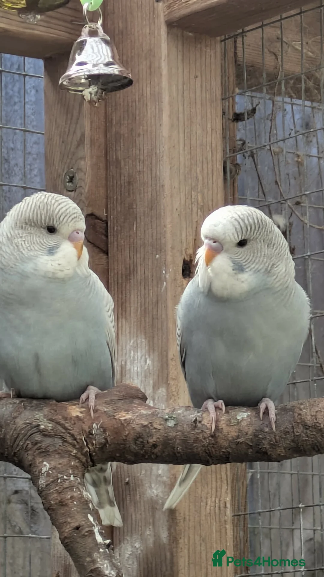 Budgerigars birds for sale: 3 baby Budgies  - Advert 3