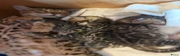 Bengal cats for sale: Stunning Bengal kittens - Advert 13