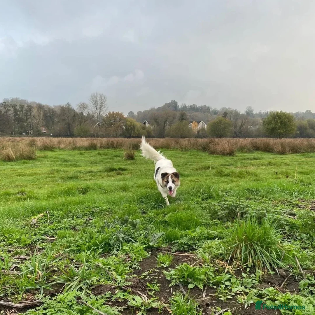 Mixed Breed dogs for adoption: Novie (Collie mix) - Advert 15