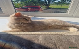 Scottish Fold cats for sale: Stunning TICA Registered Babies in Bolton - Image 4