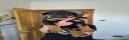 Rottweiler dogs for sale: ROTTWEILER PUPPIES FOR SALE  - Advert 2