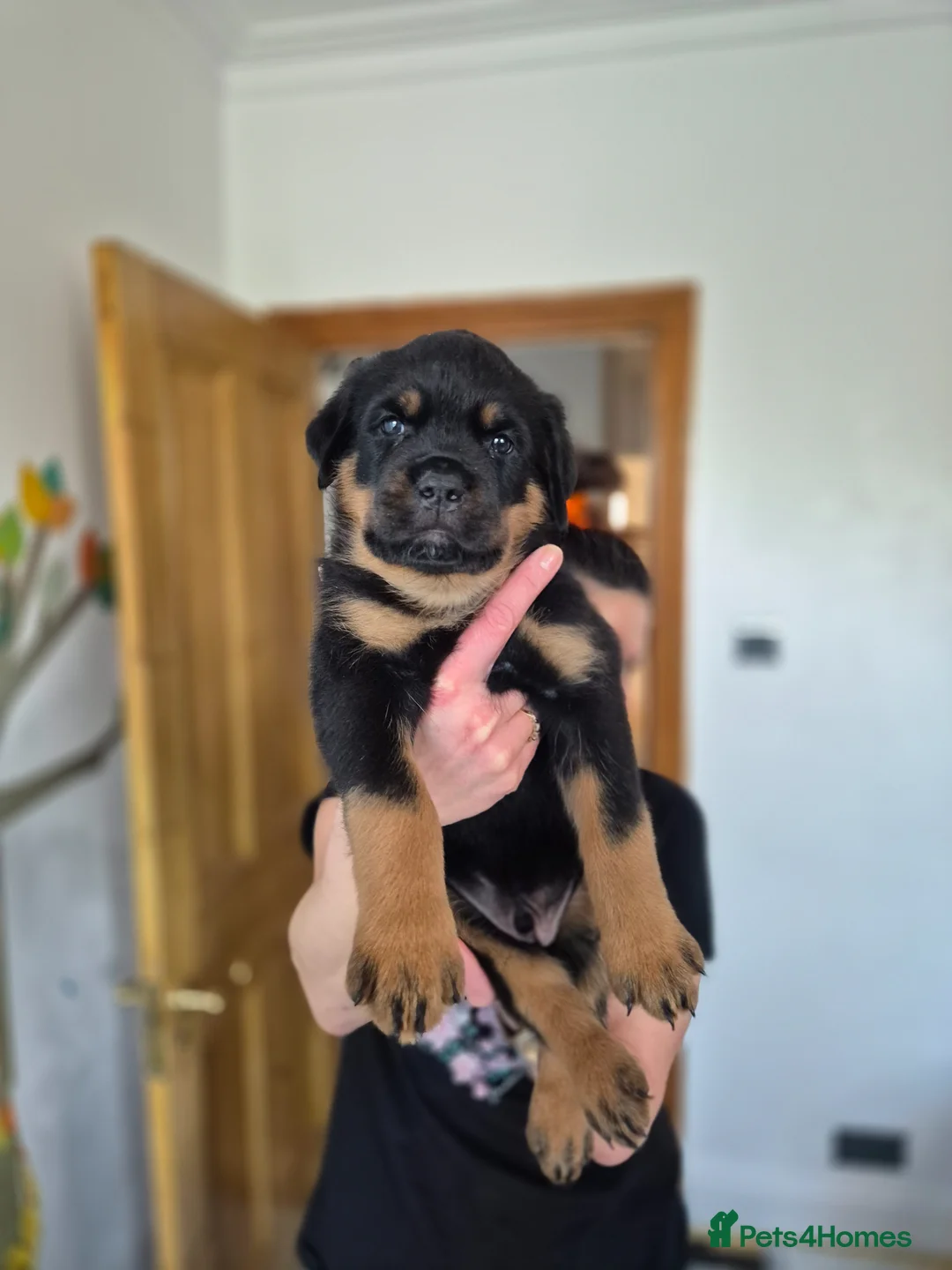 Rottweiler dogs for sale: ROTTWEILER PUPPIES FOR SALE  - Advert 2