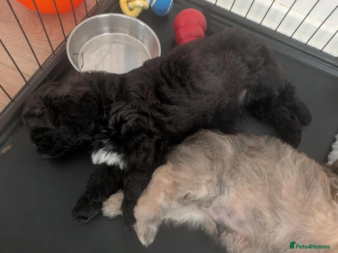 Mixed Breed dogs for sale: Last male pup for sale black with white chest  - Advert 2