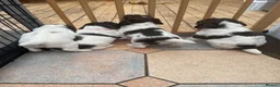 English Springer Spaniel dogs for sale: Quality KC registered ESS. Health screened. - Advert 2