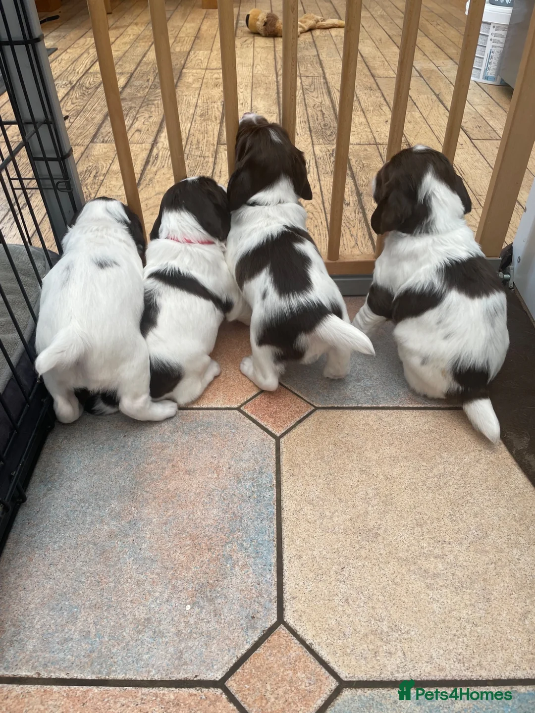 English Springer Spaniel dogs for sale: Quality KC registered ESS. Health screened. - Advert 2