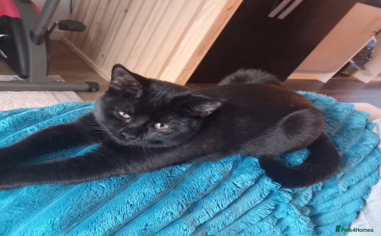 British Shorthair cats 2 British shorthair x  - Advert 2