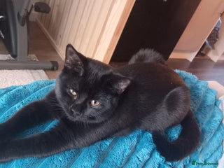 British Shorthair cats 2 British shorthair x - Advert 1