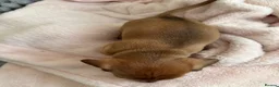 Miniature Dachshund dogs for sale: 5 beautiful miniature dachshund  - Advert 23