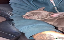 French Bulldog dogs for sale: Fench bulldog - Image 6