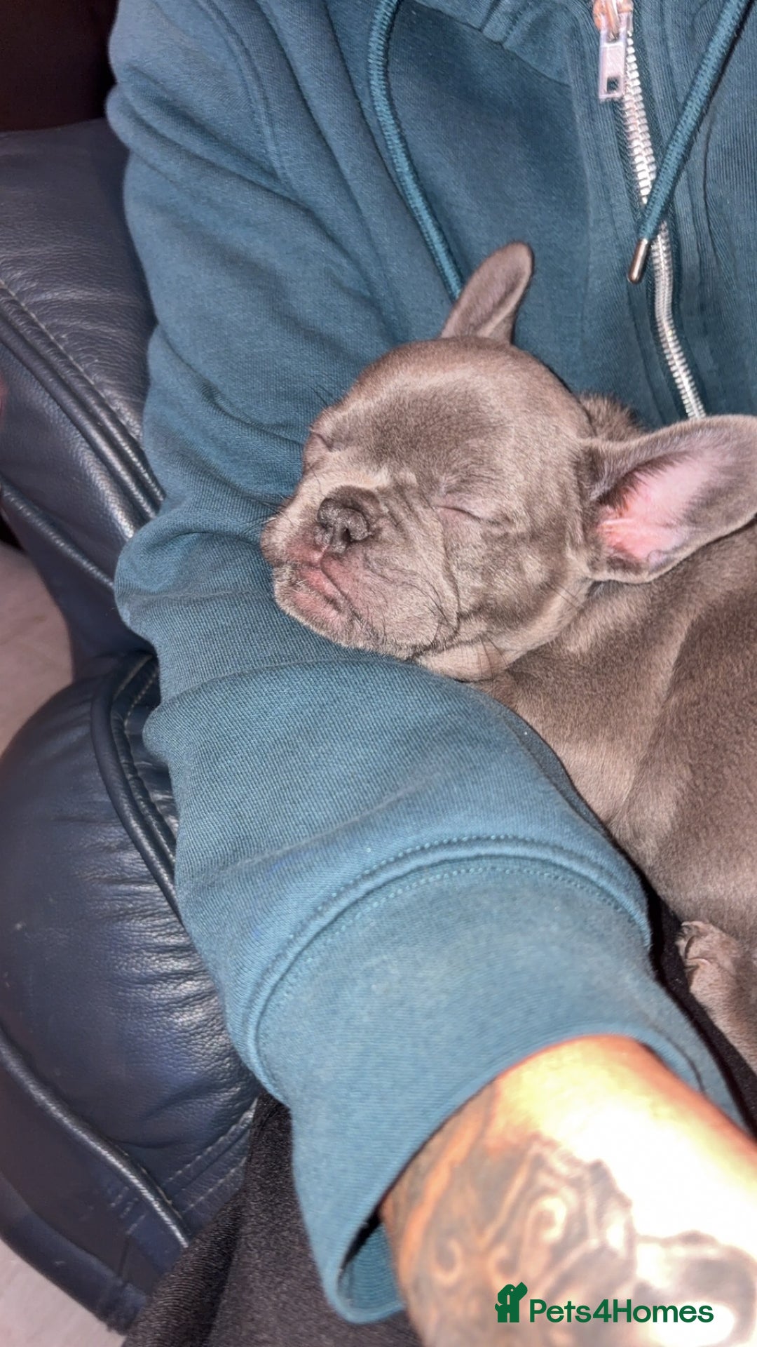 French Bulldog dogs for sale: Fench bulldog - Image 6