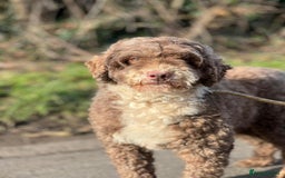 Miniature Poodle dogs for stud: Miniature Poodle KC Reg Fully DNA Health Tested  in Radstock - Image 15