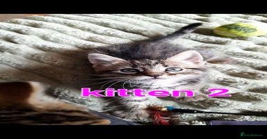 Mixed Breed cats - Advert 7