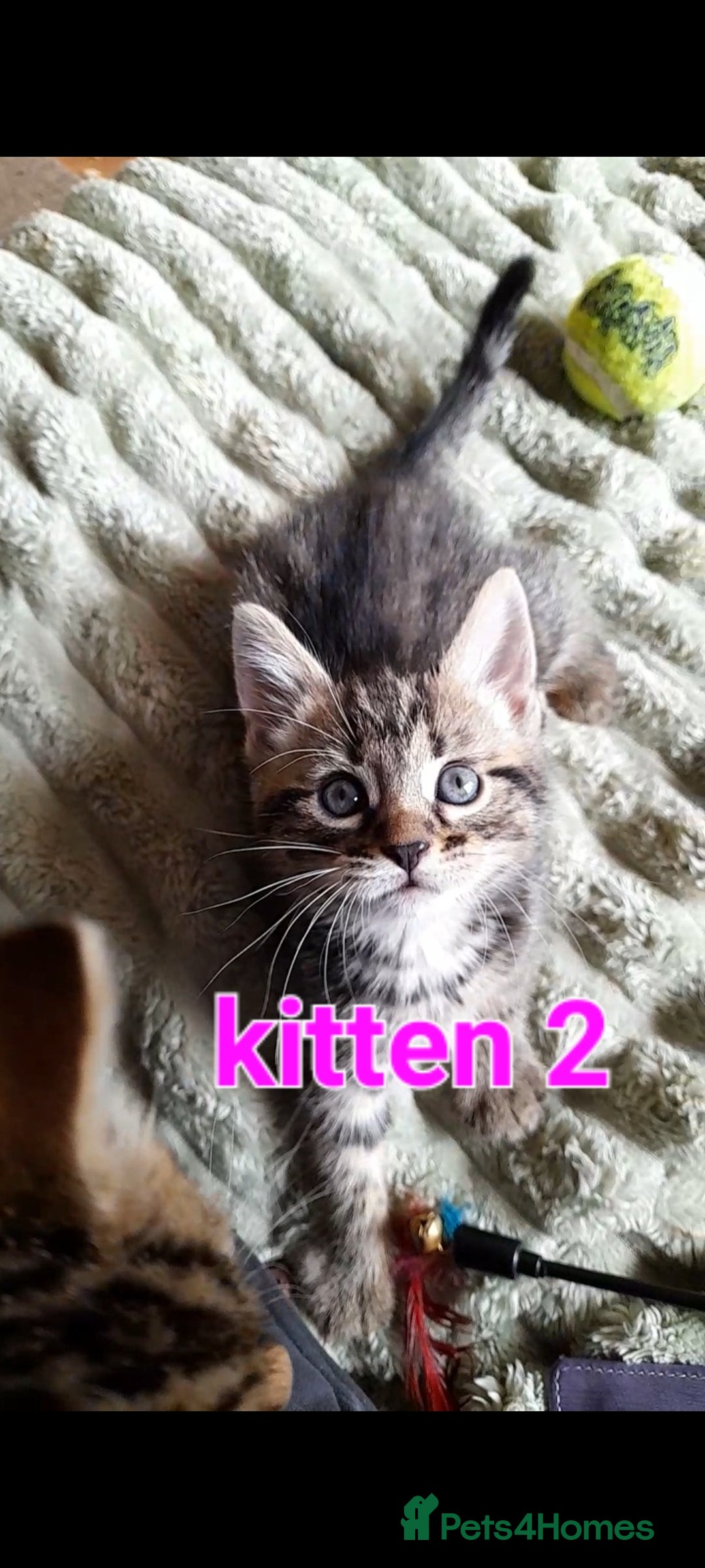 Mixed Breed cats for sale: Babies Ready Now - Image 3