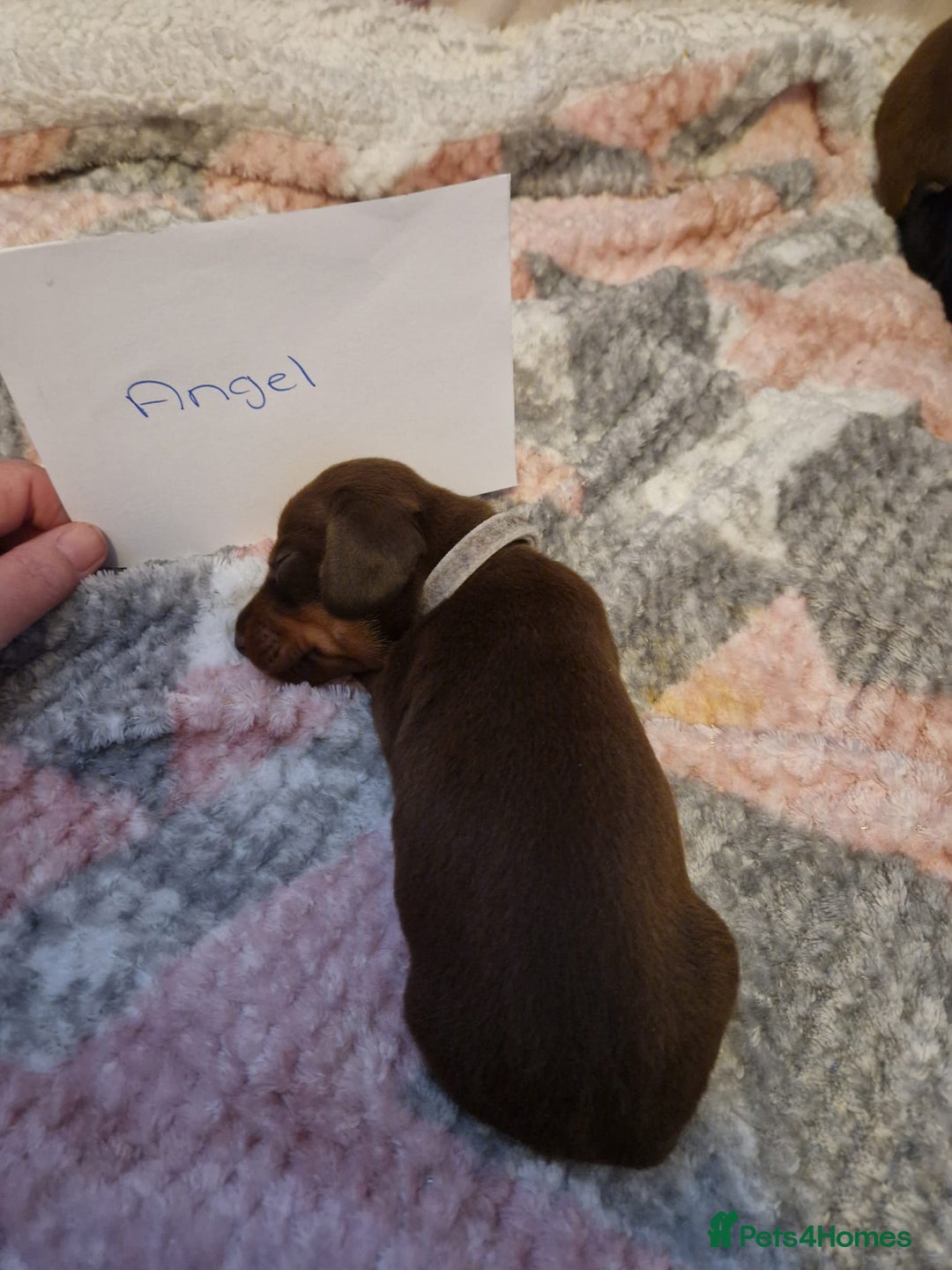 Miniature Dachshund dogs for sale: 3 miniature dashounds 1 boy, 2 girls  - Advert 5
