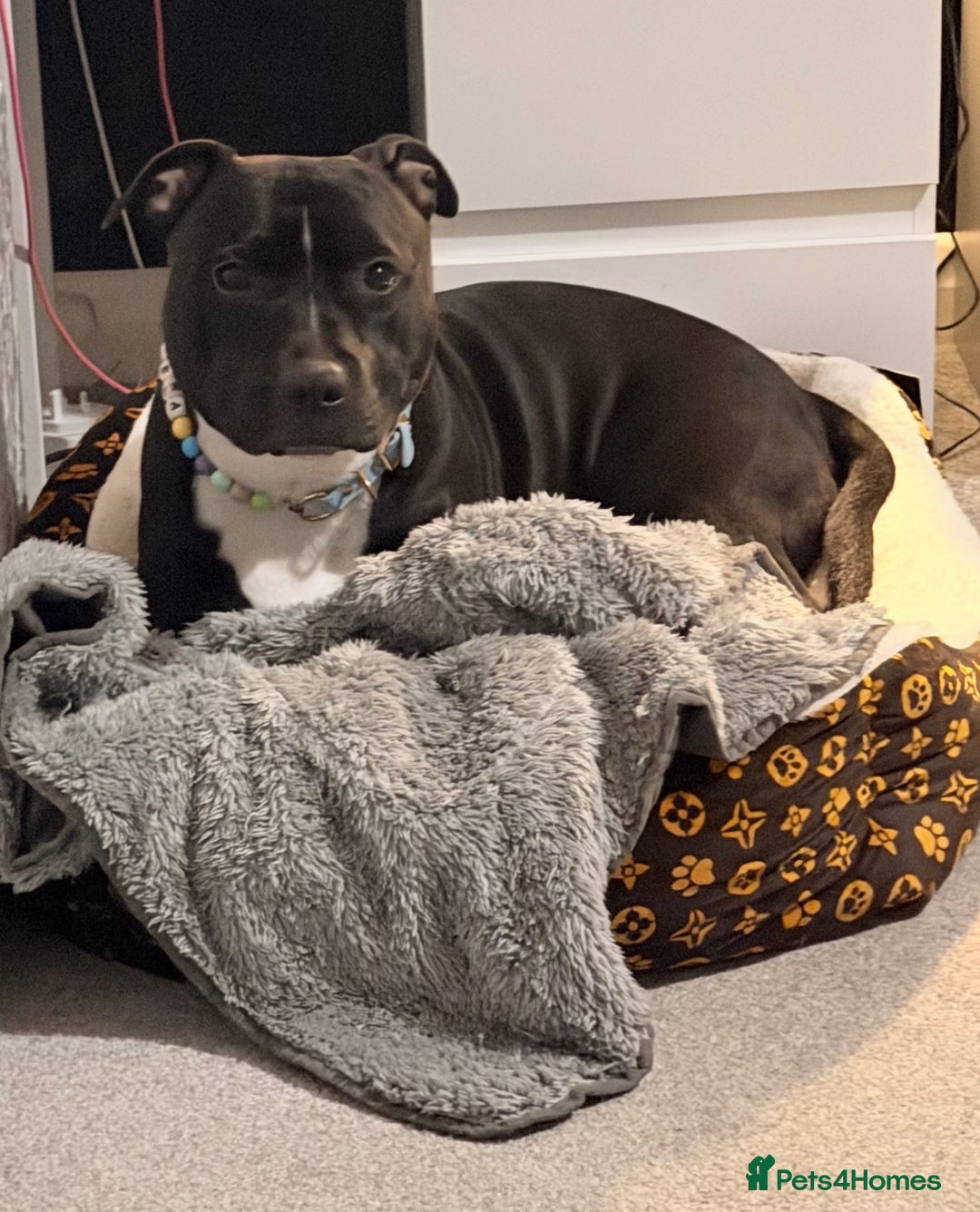 Staffordshire Bull Terrier dogs for stud: Meeting Bagheera  - Advert 8