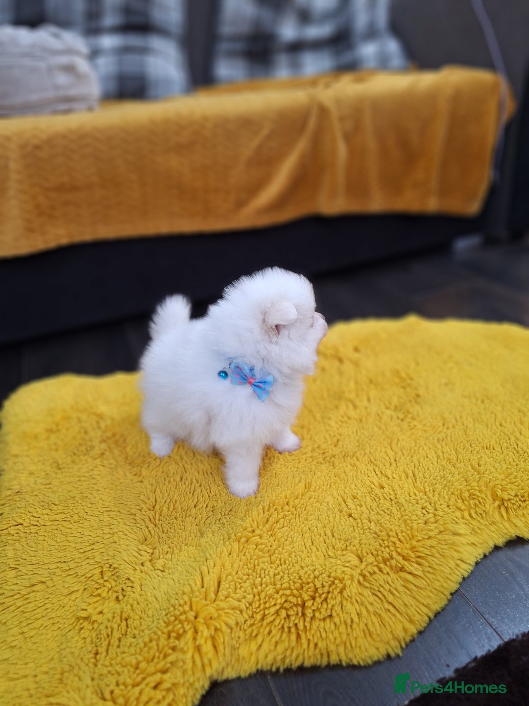 Pomeranian dogs for sale: Exellent quality mini ** pomeranian puppies  - Image 4