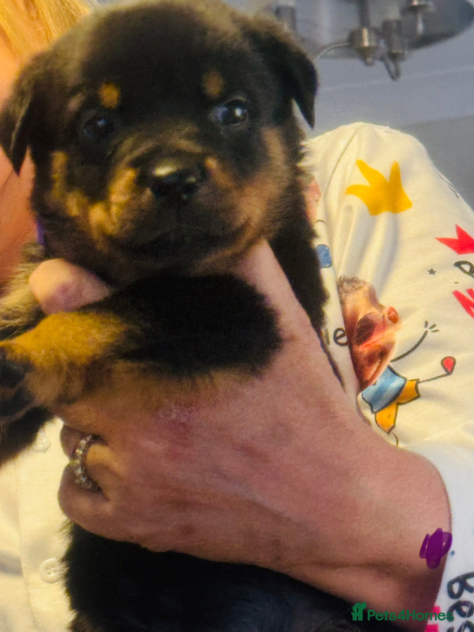 Rottweiler dogs for sale: Pedigree Rottweiler puppies for sale - Advert 25