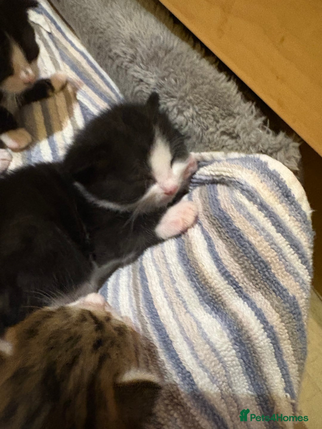 British Shorthair cats for sale: 11 SHORTHAIRED AND LONGHAIRED KITTENS - Image 7